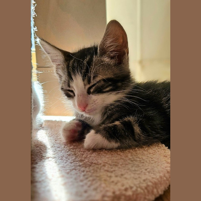 Photo of Archer