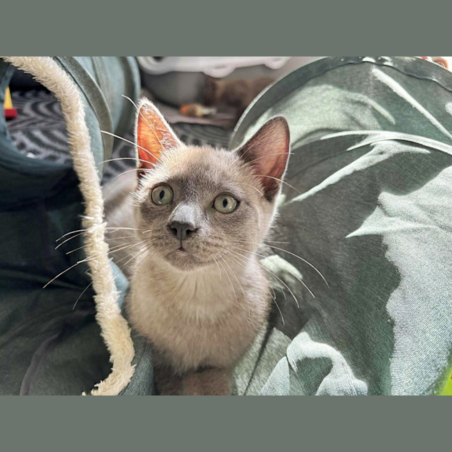 Photo of Meowscarada 