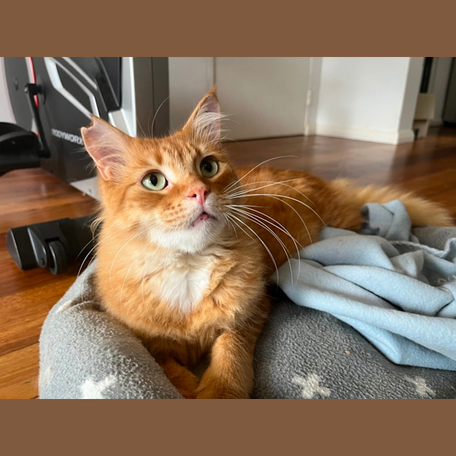 Photo of Rufus