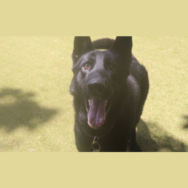 Photo of Maverick