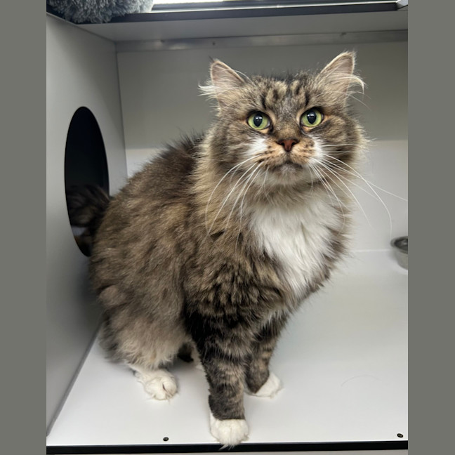 Photo of Mango