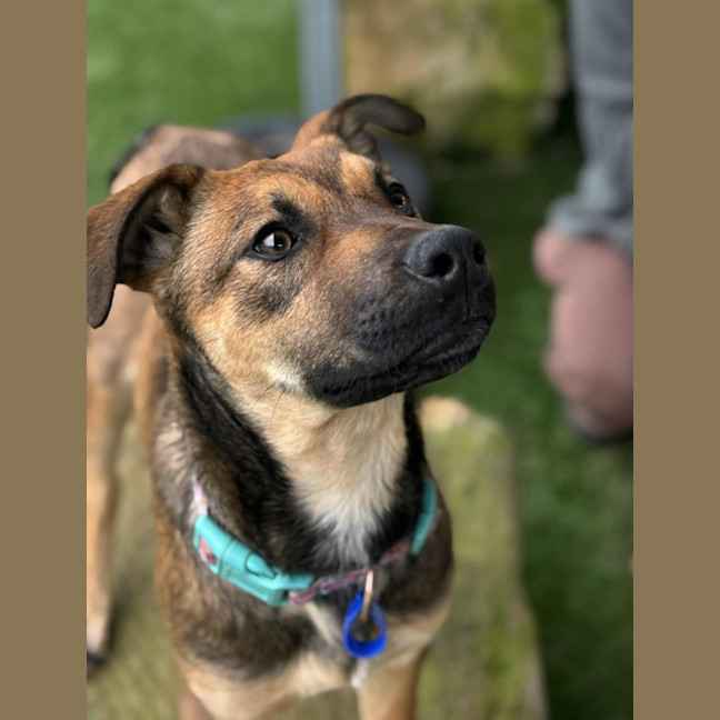 Photo of Bee   5 Month Old Ridgeback X
