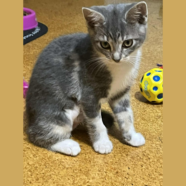 Photo of Patience ** 2nd Chance Cat Rescue **