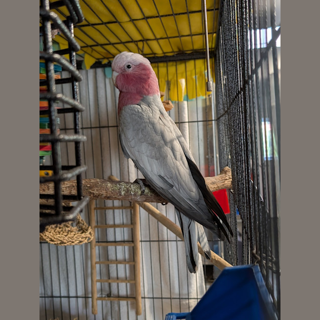 Photo of Karri