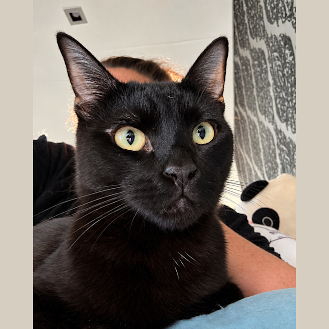 Photo of Alfie