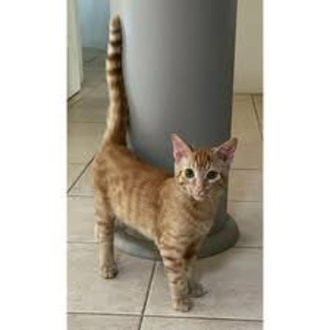 Photo of 11721   Elf