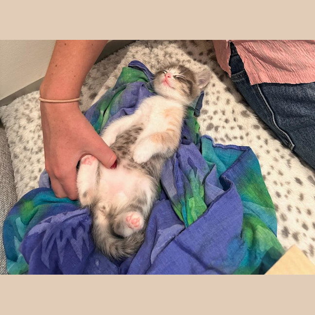 Photo of Lavender Haze