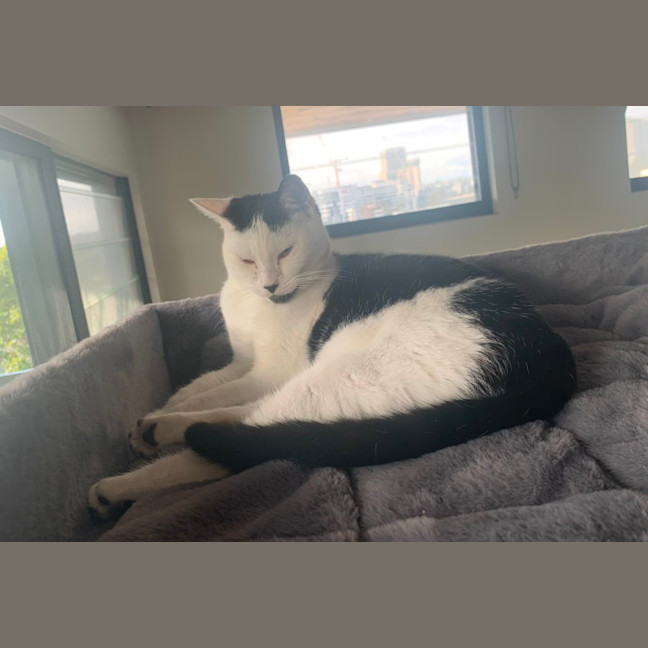 Photo of 👑 Kit 🐾