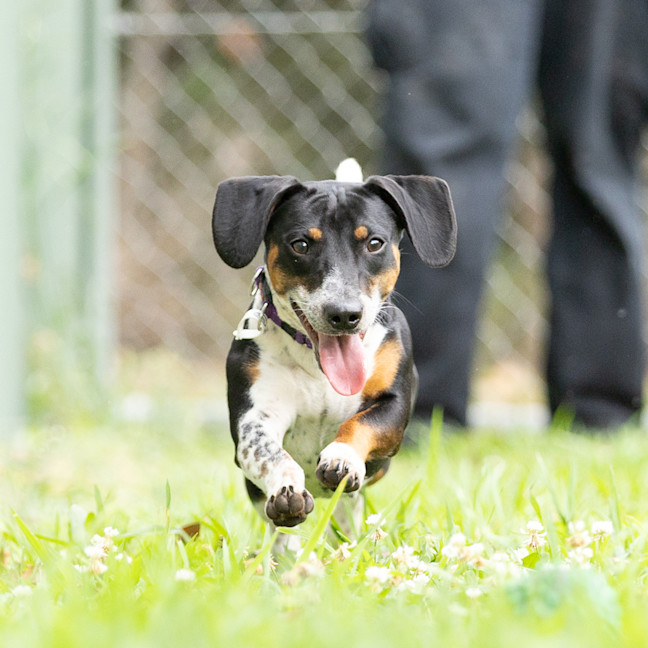 Photo of Tuppence