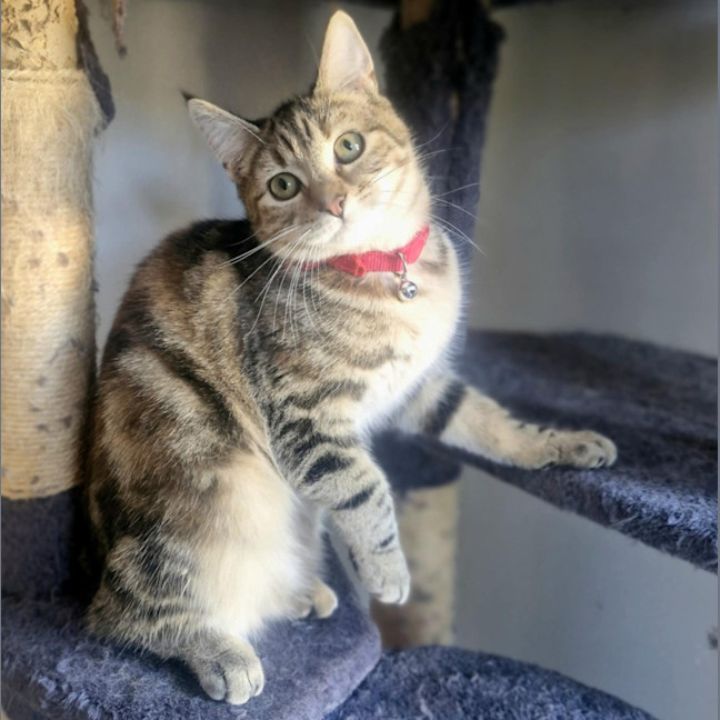 Photo of Chloe   Located In Wallan