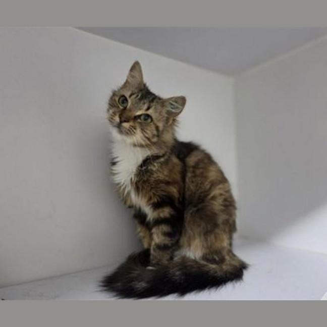 Photo of Tilly