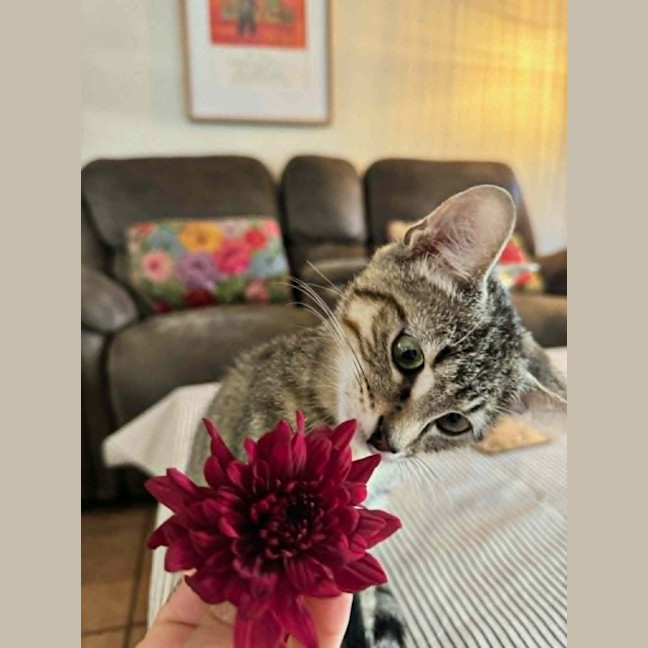 Photo of Lumy