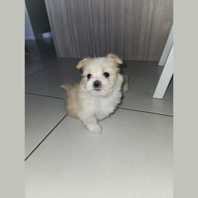 Photo of Millie's Pups   Shih Tzu X Maltese