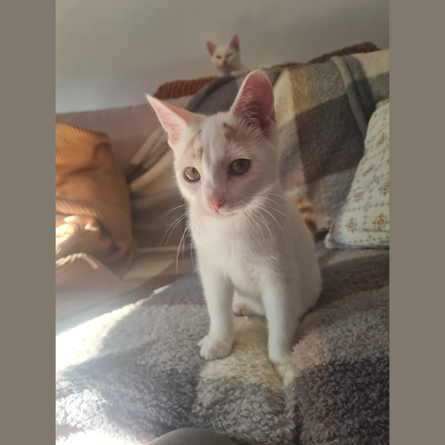 Photo of Pheonix 