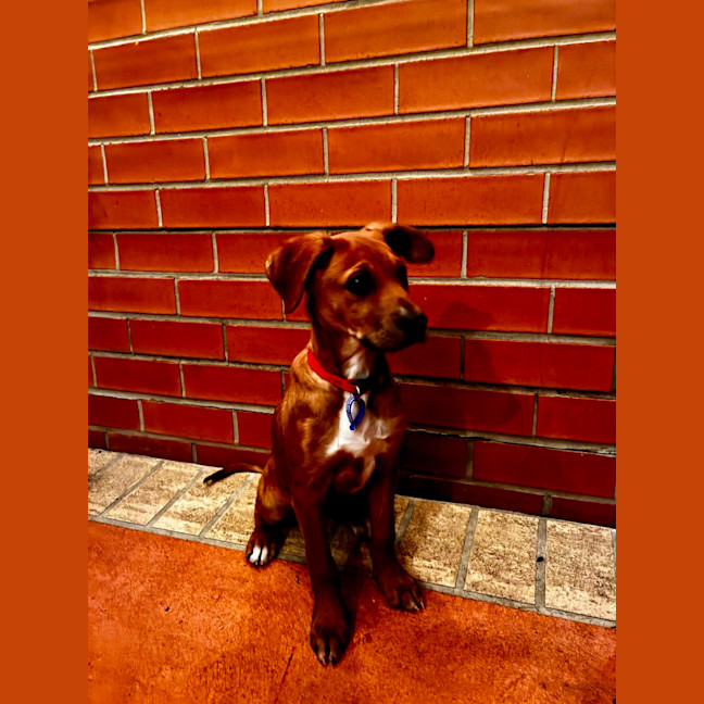 Photo of Abbie   4 Month Old Bull Arab X