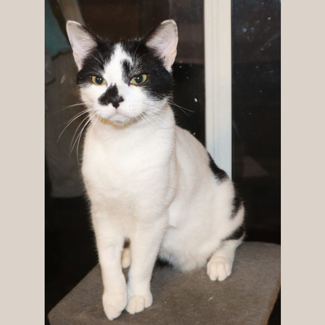 Photo of Panda Now Available At Pet Quarters Broadmeadow 