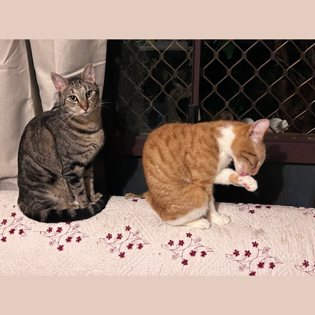 Photo of Ginja Ninja 🥷 