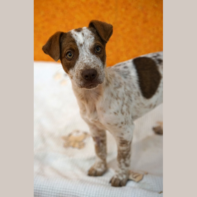 Photo of Rusty