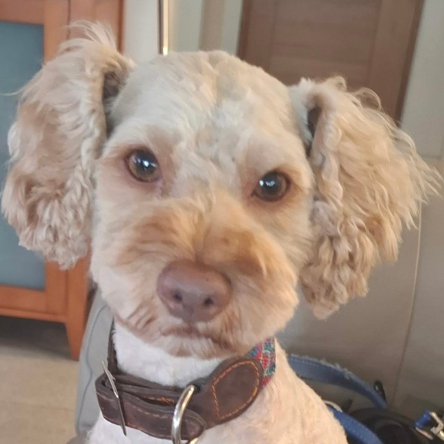 Photo of Bailey 🩵