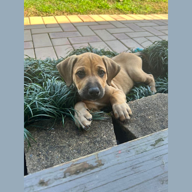 Photo of Violet