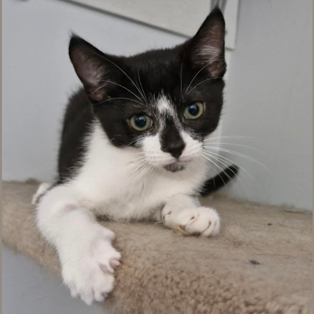 Photo of Ryder 😻🐾