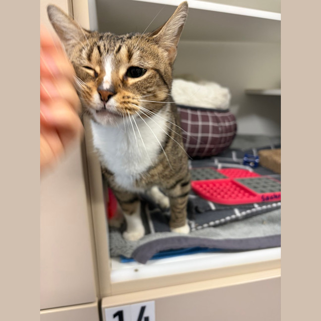 Photo of Socks