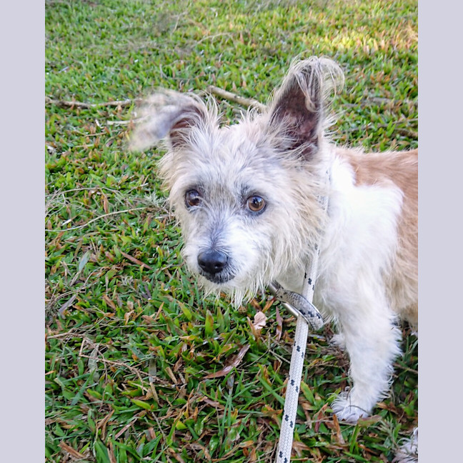Photo of Roxie