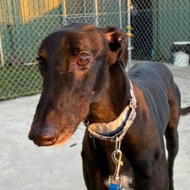 Photo of Kingston The Greyhound
