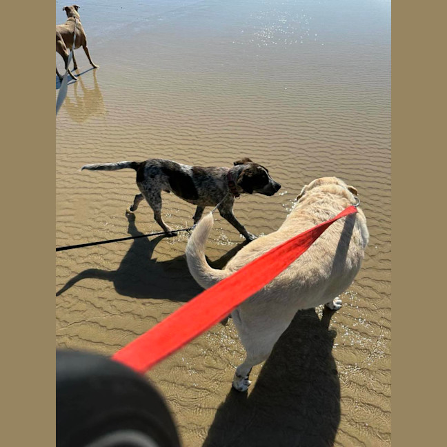 Photo of Archie Dog