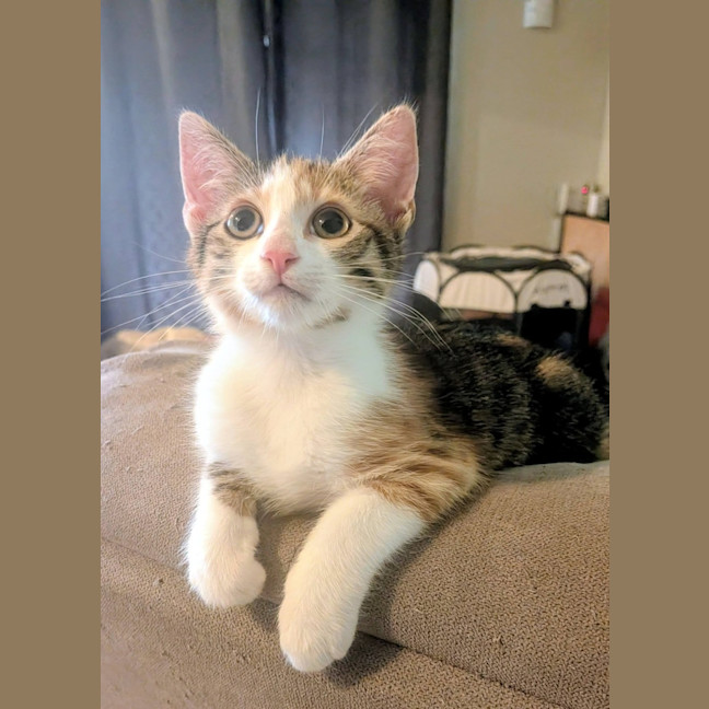 Photo of Biscuit
