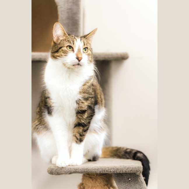 Photo of Spot