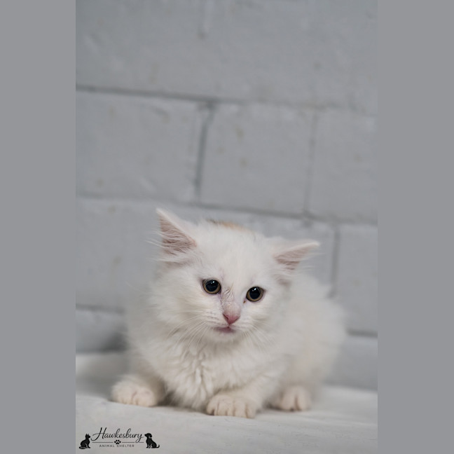 Photo of Lady