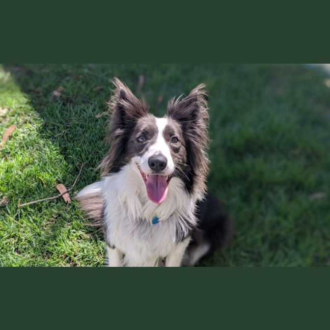 Photo of Kozzi