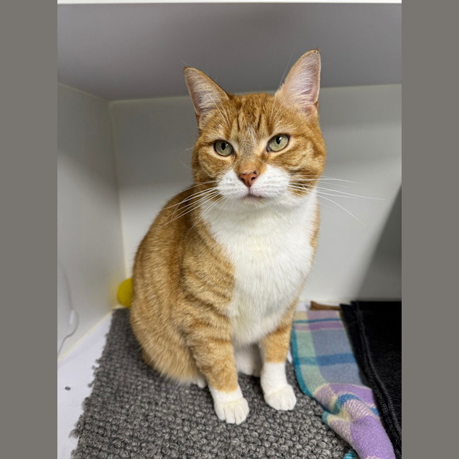 Photo of Maple