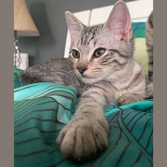 Photo of Mochi