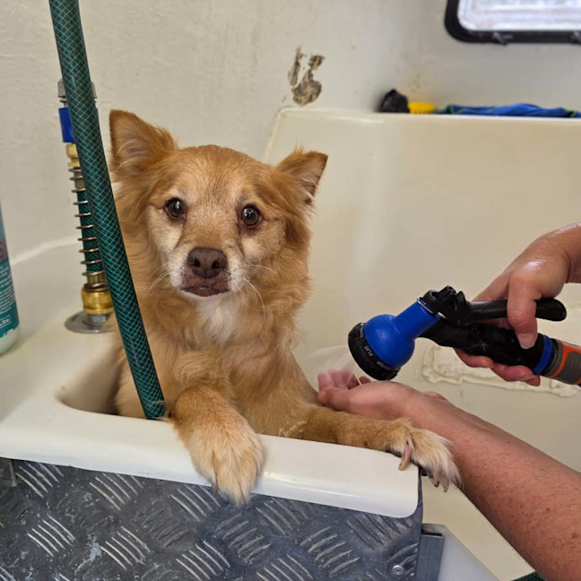 Photo of Louie   9 Year Old Pomeranian X