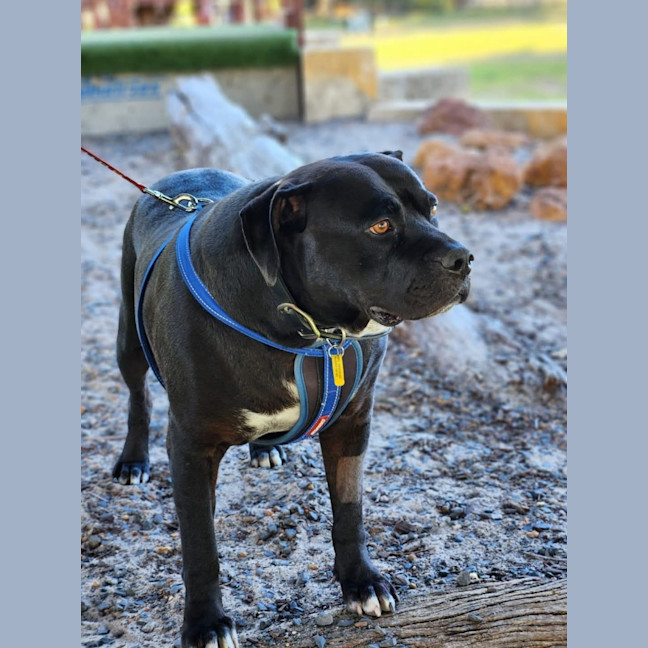Photo of Tank