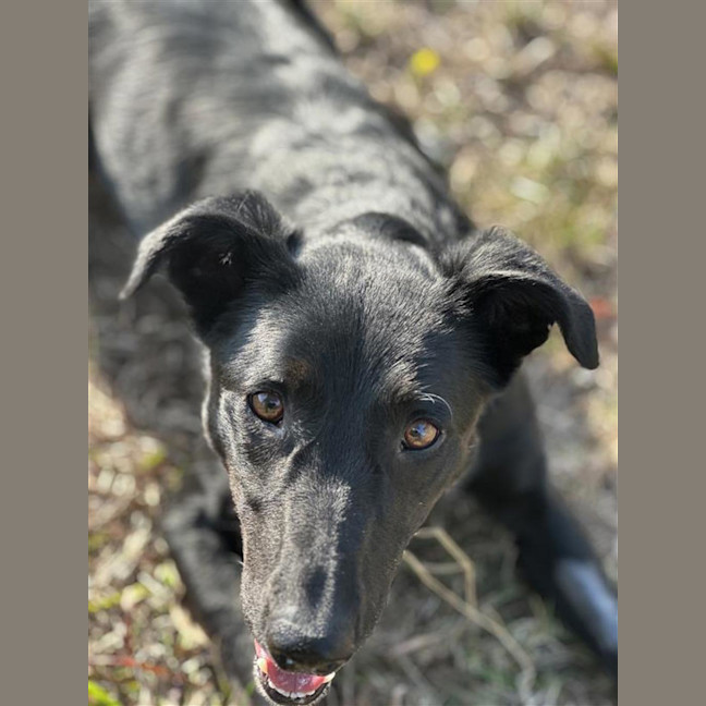 Photo of Indi