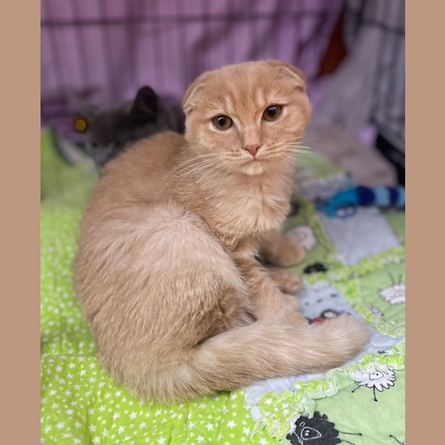 Photo of Fergus