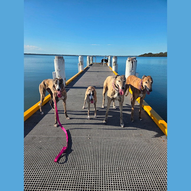 Photo of Maia, The Greyhound