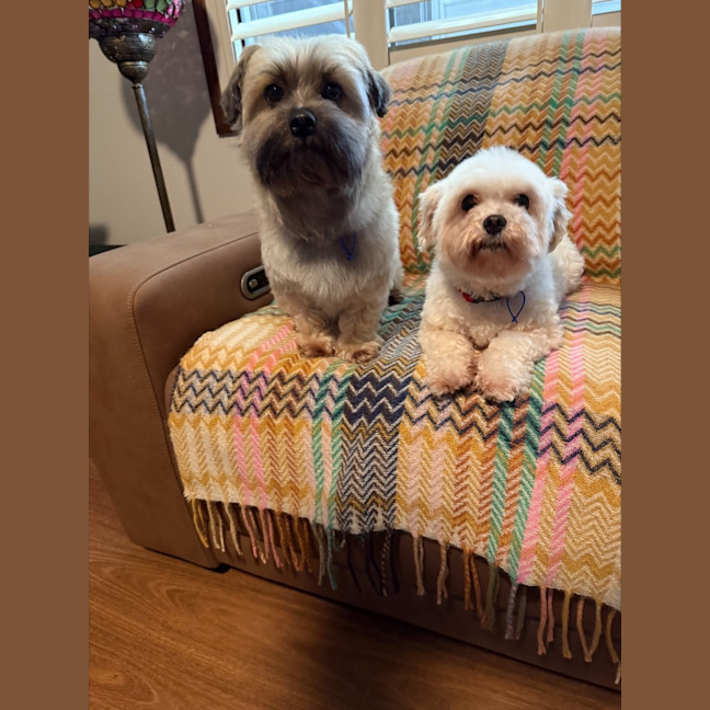 Photo of Bella & Ollie   6 Year Old Maltese X