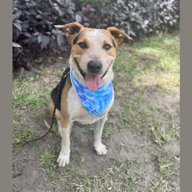 Photo of Zak *$150 Adoption Fee*