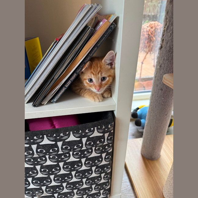 Photo of Ducky Meet Me At Petstock Keysborough