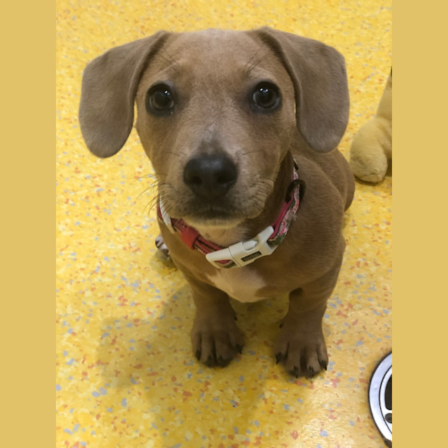 Photo of Ruby