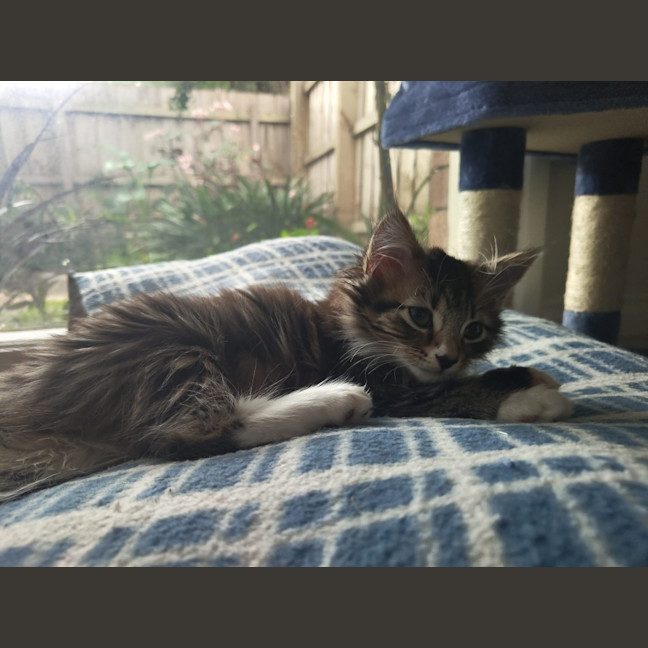 Photo of Chai