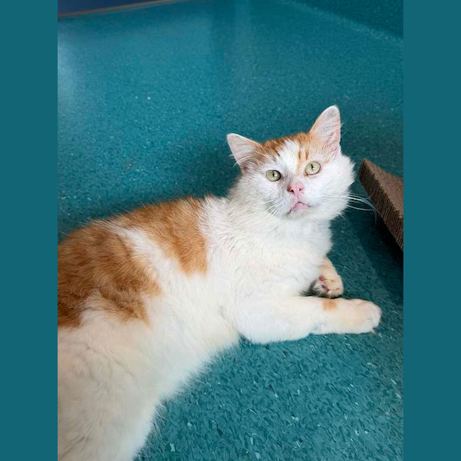 Photo of Samson