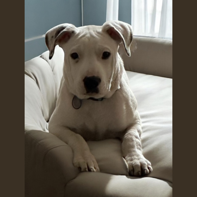 Photo of Bertie   4 Month Old Mixed Breed (Trial)