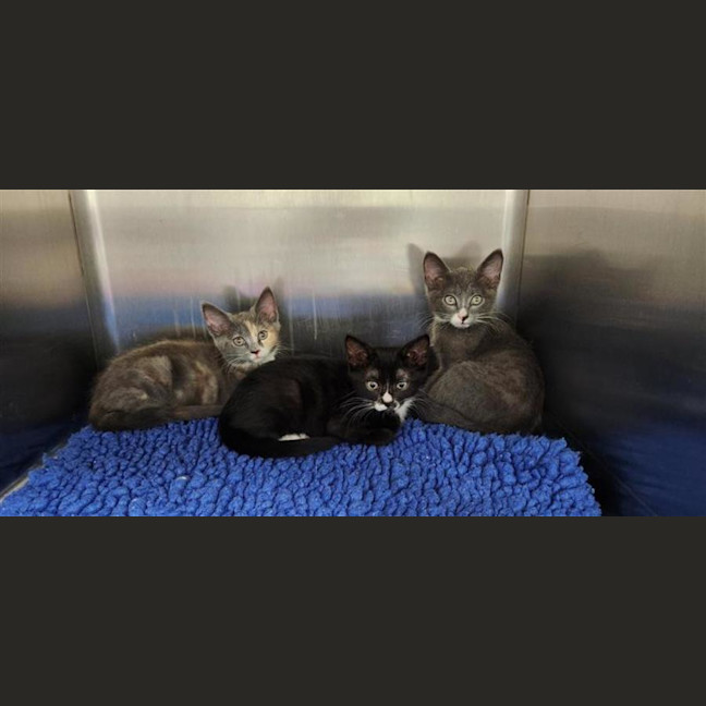 Photo of Chaussette (Socks)