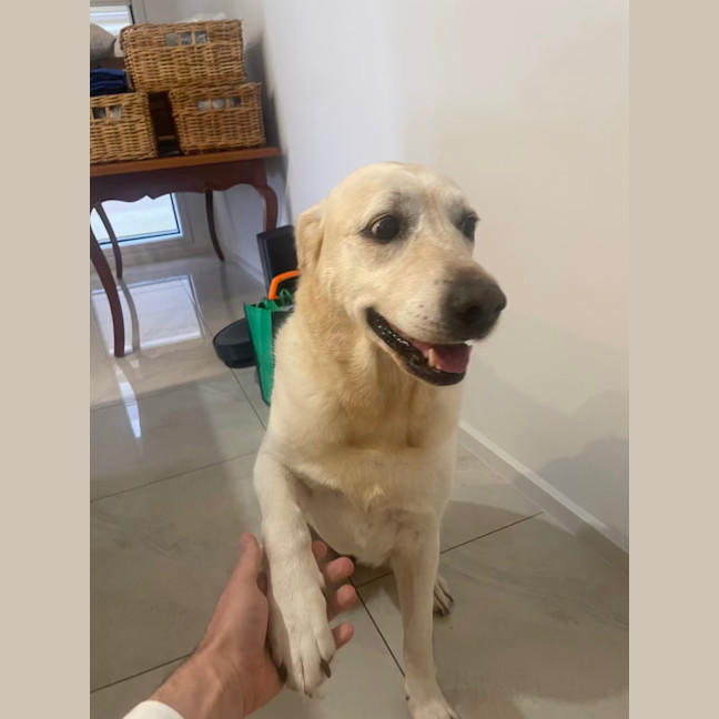 Photo of Gidget