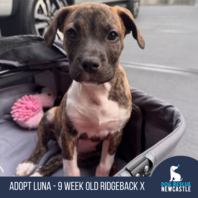 Photo of Luna   9 Week Old Ridgeback X
